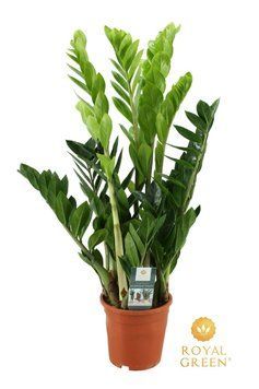 Zamioculcas zamiifolia 055  foto