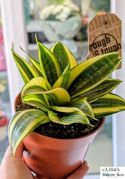 Sansevieria trifasciata 'Golden Hahnii' 233 foto