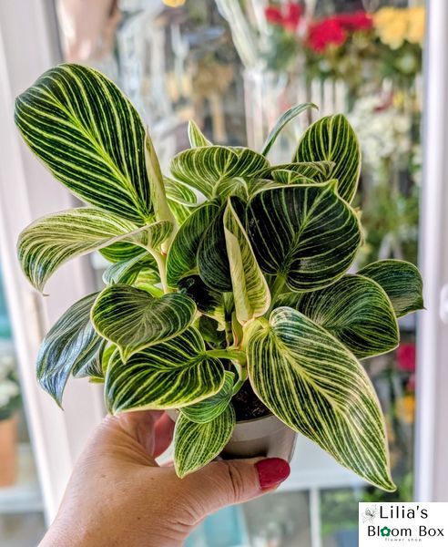 Филодендрон Биркин (Philodendron 'Birkin') 331 фото