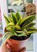 Sansevieria trifasciata 'Golden Hahnii' 233 foto 2
