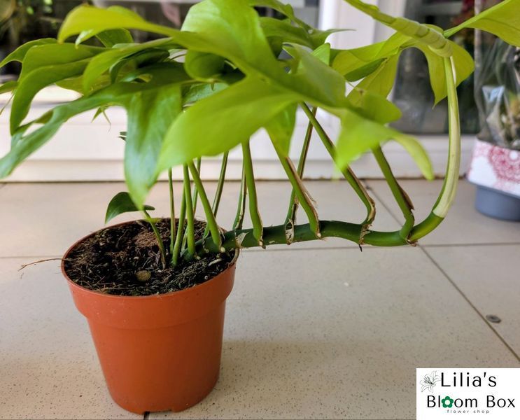 Monstera Minima (Rhaphidophora tetrasperma) 063 foto