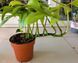 Monstera Minima (Rhaphidophora tetrasperma) 063 foto 2