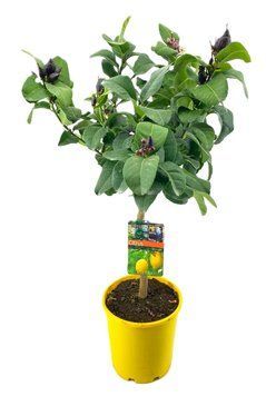 Lăm&acirc;i Meyer (Citrus limon 'Meyer')  001 foto