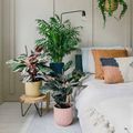 PLANTE DE INTERIOR