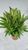 Cordyline