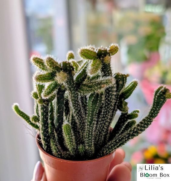 Rhipsalis horrida 162 foto