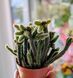 Rhipsalis horrida 162 foto 2