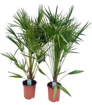Chamaerops humilis 284 foto