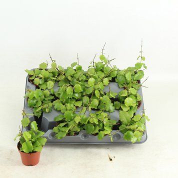 Hoya Endaunsis 210 foto