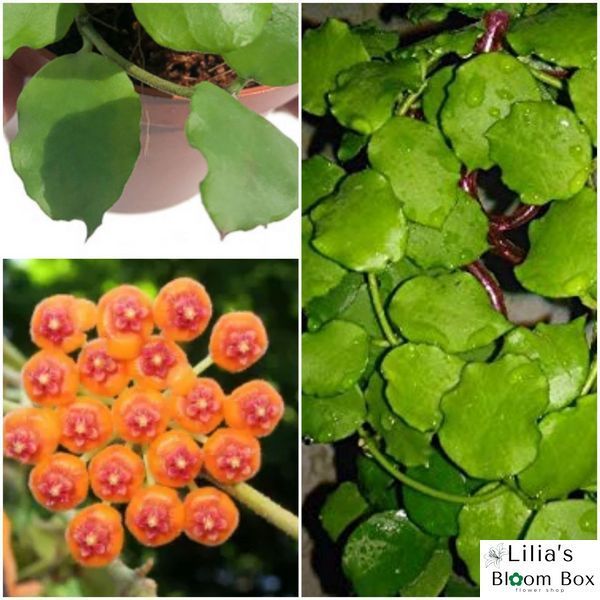 Hoya Endaunsis 210 foto