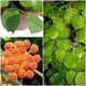 Hoya Endaunsis 210 foto 3