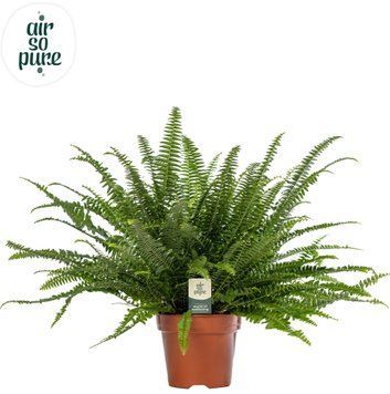 Nephrolepis exaltata 'Green Lady' 133 foto