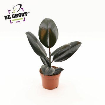 Ficus elastica 'Abidjan' 142 foto