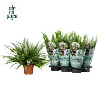 Nephrolepis exaltata 'Green Lady' 133 foto