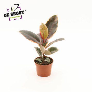 Ficus elastica 'Belize' 143 foto