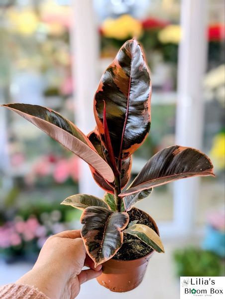 Ficus elastica 'Belize' 143 foto