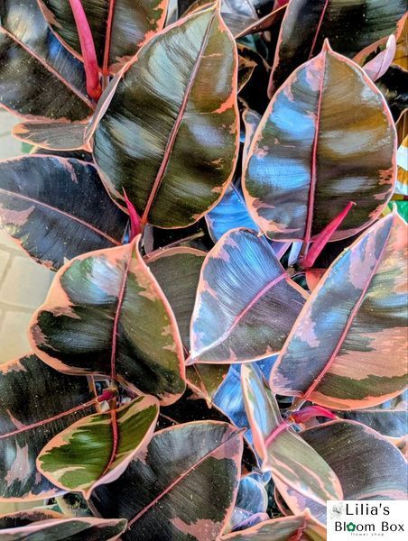 Ficus elastica 'Belize' 143 foto