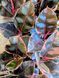 Ficus elastica 'Belize' 143 foto 2
