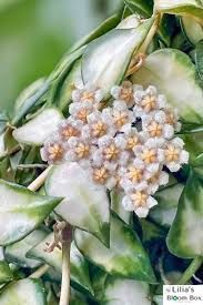 Hoya Lacunosa Sp Bruno 213 foto