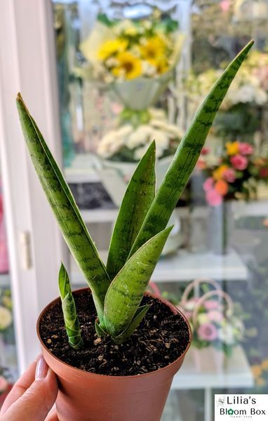 Sansevieria cylindrica 'Tough Lady' 206 foto