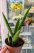 Sansevieria cylindrica 'Tough Lady' 206 foto 2