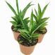 Sansevieria cylindrica 'Tough Lady' 206 foto 1