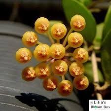Hoya puber (ex. Hoya picta)  312 foto