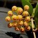 Hoya puber (ex. Hoya picta)  312 foto 2