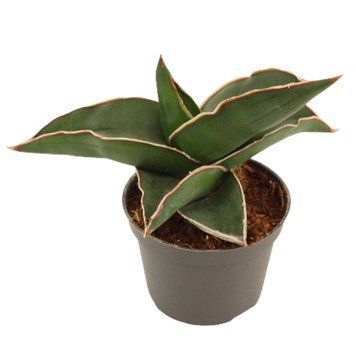 Sansevieria ehrenbergii 'Samurai' 183 foto