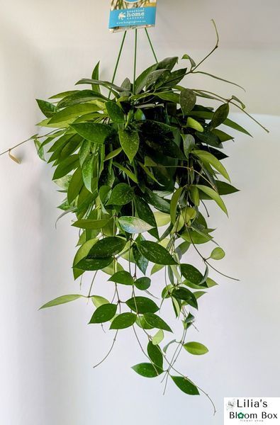Hoya memoria 'Gracilis' 291 foto