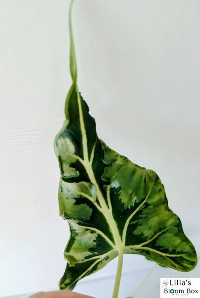 Alocasia micholitziana 'Frydek Tattoo' 287 foto