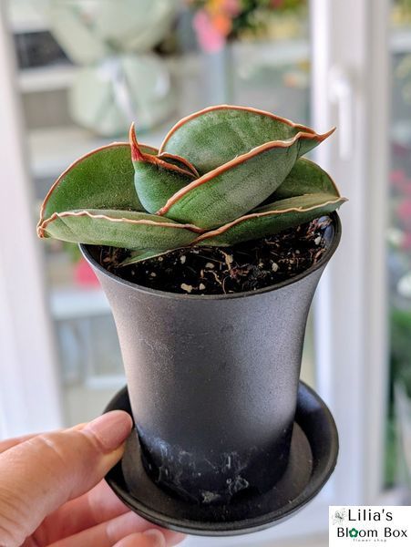 Sansevieria ehrenbergii 'Samurai' 183 foto