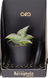 Sansevieria ehrenbergii 'Samurai' 183 foto 1