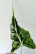 Alocasia micholitziana 'Frydek Tattoo' 287 foto 2