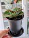 Sansevieria ehrenbergii 'Samurai' 183 foto 2