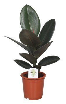 Ficus elastica 'Abidjan' 042 foto