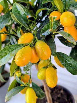 Citrus margarita kumquat 236 foto