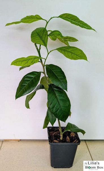 Citrus Mexican Lime 189 foto