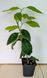 Citrus Mexican Lime 189 foto 2