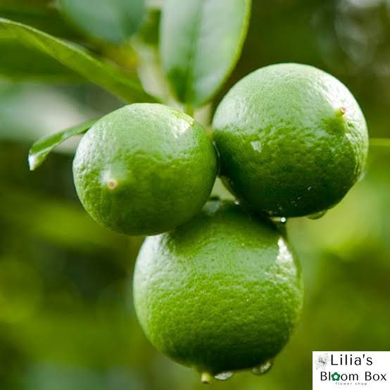 Citrus Mexican Lime 189 foto
