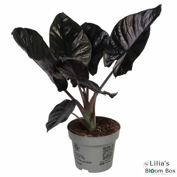 Alocasia infernalis 'Black Magic' 332 foto