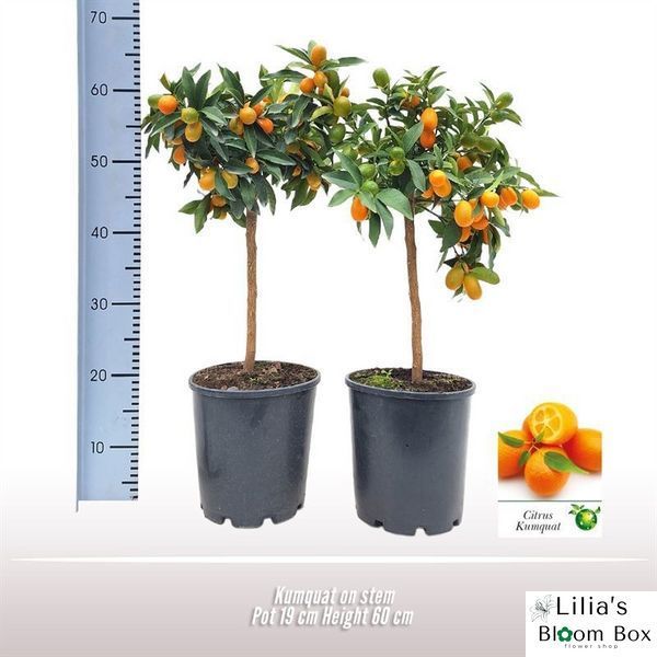 Citrus margarita kumquat 236 foto