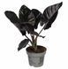 Alocasia infernalis 'Black Magic' 332 foto 2