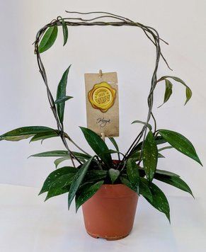 Hoya carnosa 110 foto