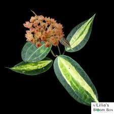 Hoya latifolia 'Pot of Gold'  231 foto