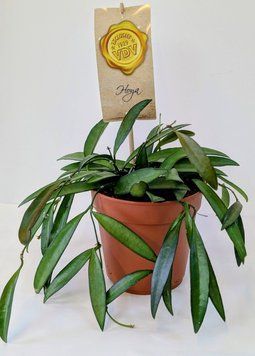 Hoya wayetii 111 foto