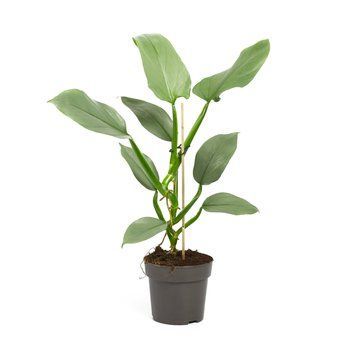 &bdquo;Filodendron "Regina de Argint&rdquo; 149 foto