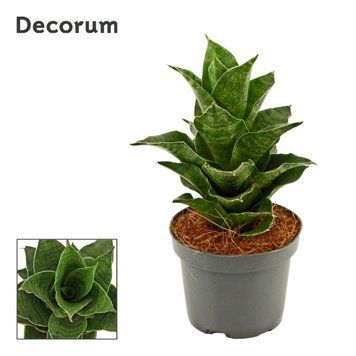 Сансевиерия Маханакорн (Sansevieria 'Mahanakorn') 207 фото