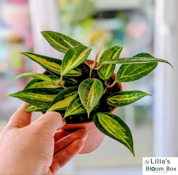 Hoya latifolia 'Pot of Gold'  231 foto