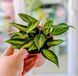 Hoya latifolia 'Pot of Gold'  231 foto 2